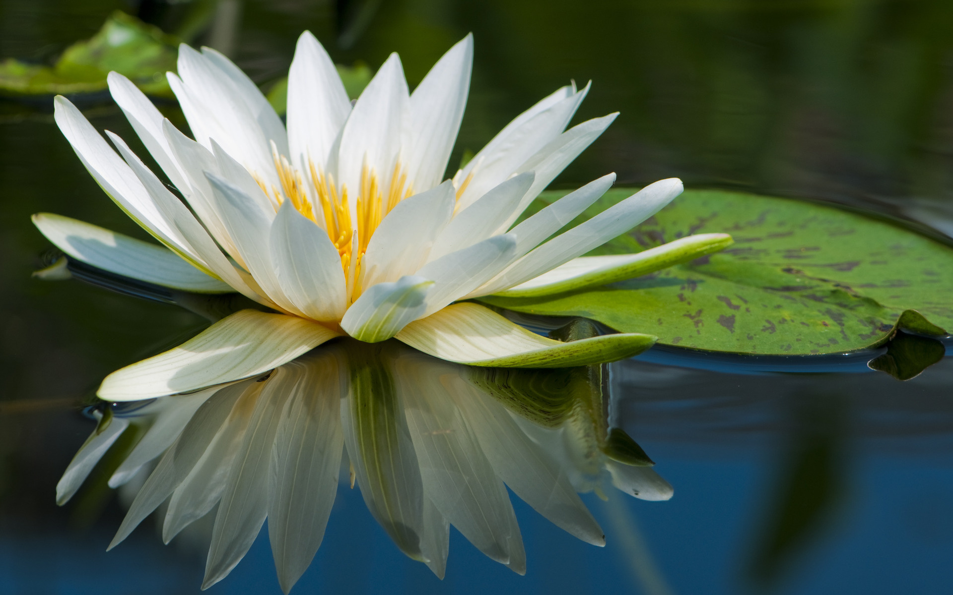 Bunga Teratai - Water Lily Hd , HD Wallpaper & Backgrounds