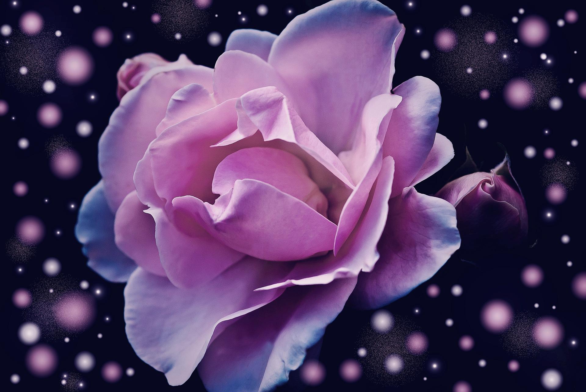 Wallpaper Bunga Rose - Tolle Fantasy Bilder , HD Wallpaper & Backgrounds