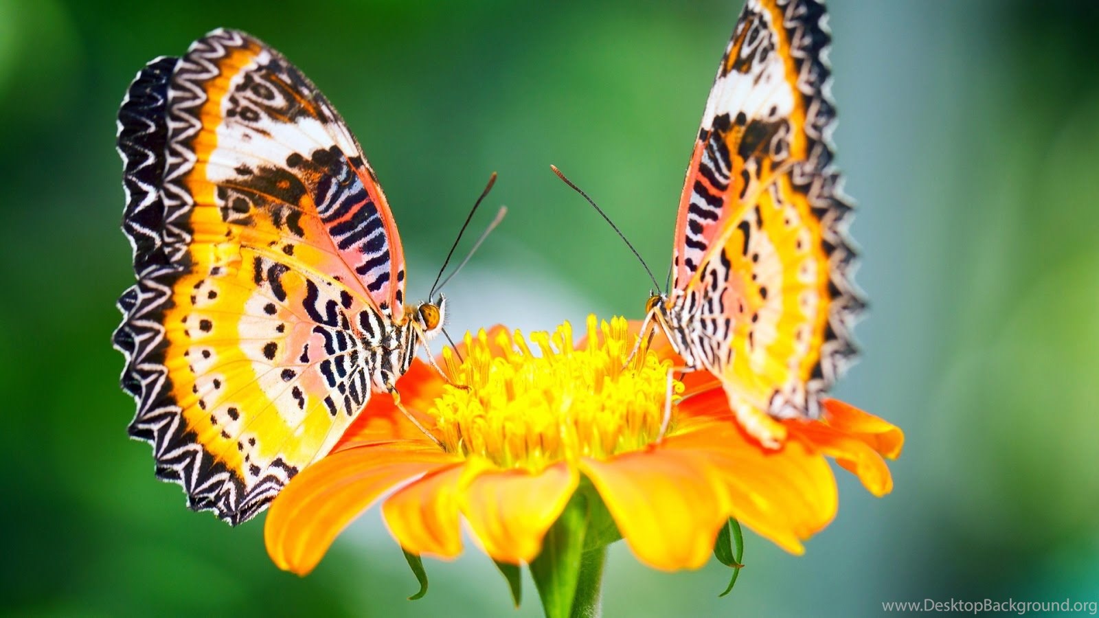 Popular - Beautiful Butterflies And Flowers , HD Wallpaper & Backgrounds