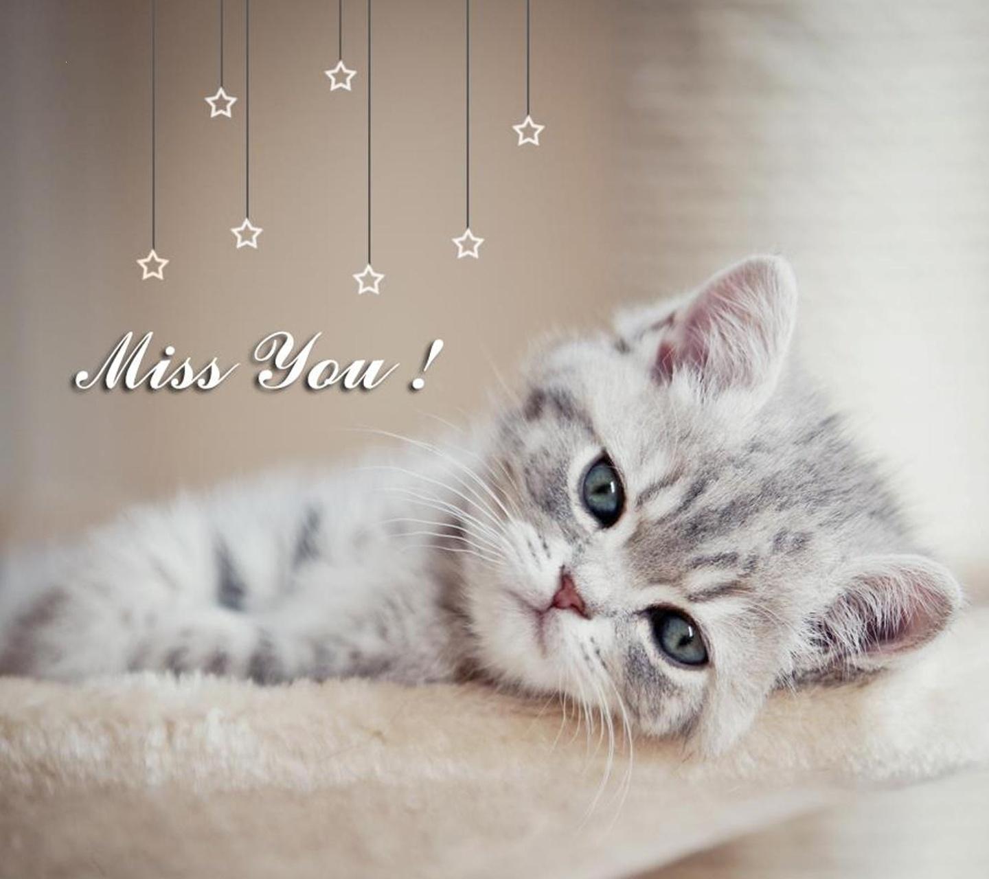Sweet Cat Miss You - Baby Kittens White And Grey , HD Wallpaper & Backgrounds