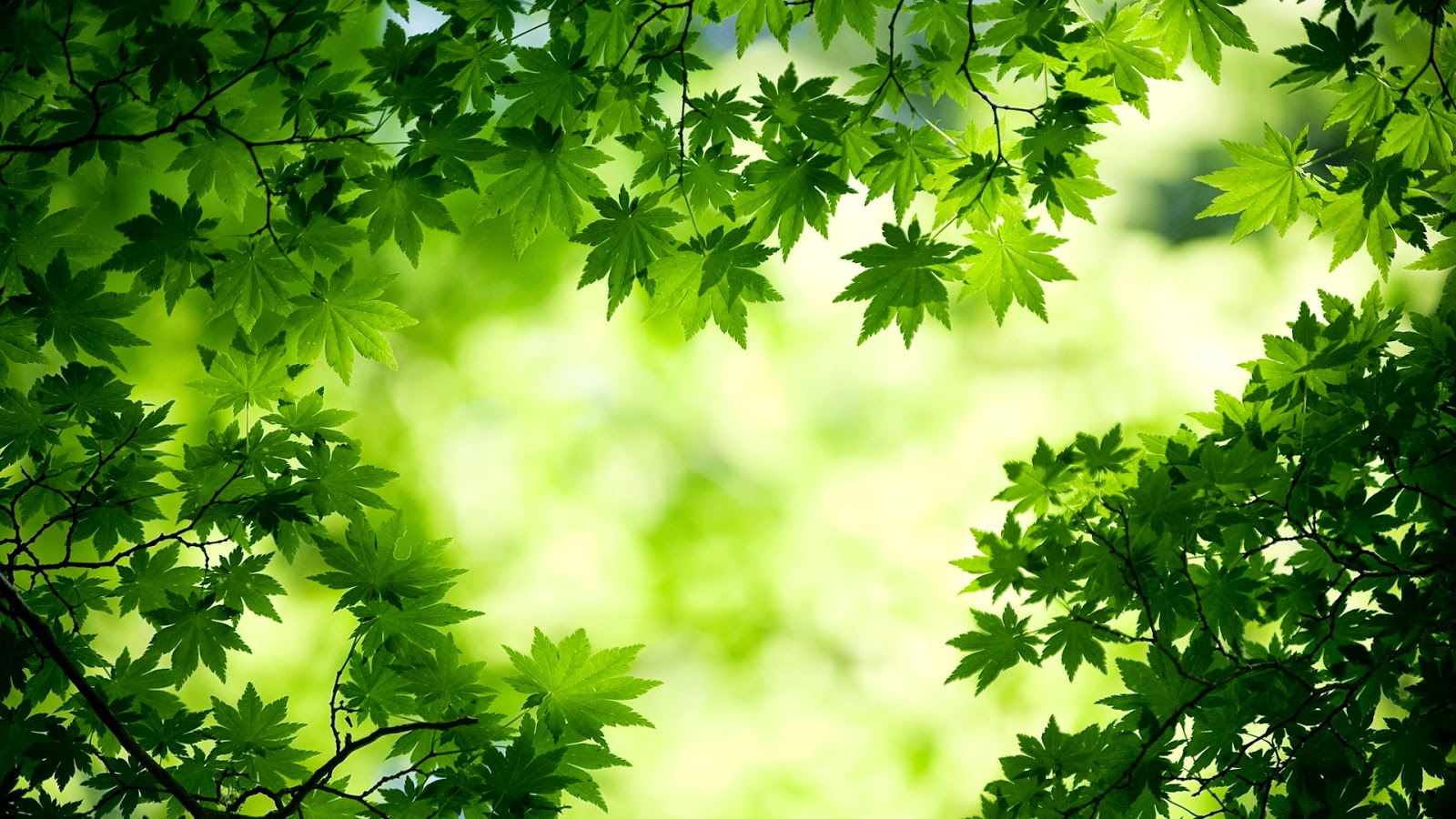Nature Wallpapers For Desktop Background Full Screen - Green Leaves Background Hd , HD Wallpaper & Backgrounds
