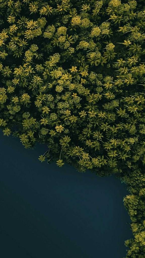 Nature Wallpaper,nature Wallpaper Hd,nature Wallpaper - Forest Aerial Wallpaper Iphone , HD Wallpaper & Backgrounds