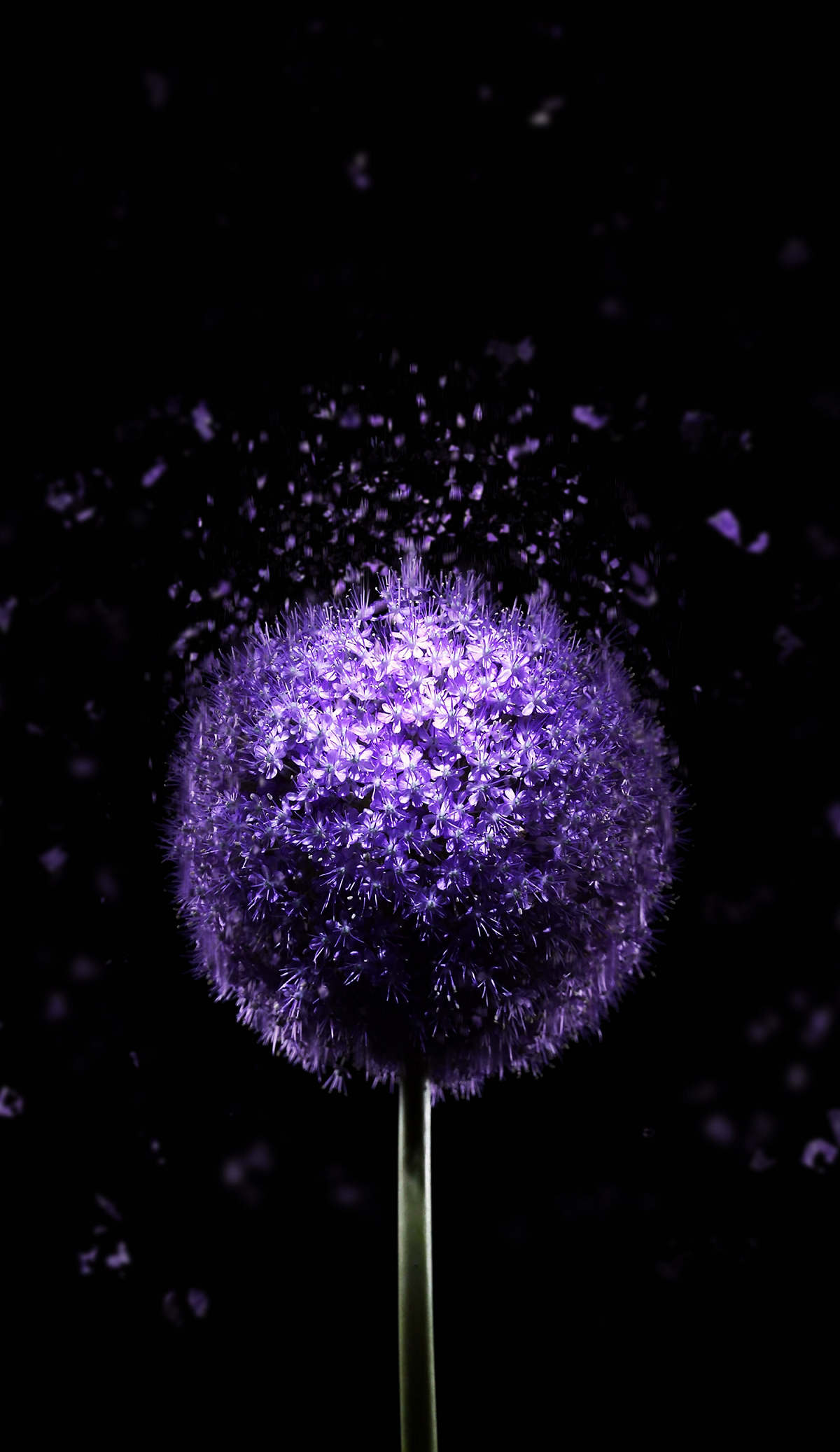 Violet Flower 4k Amoled Wallpaper - Hd Wallpapers For Oled Screen , HD Wallpaper & Backgrounds