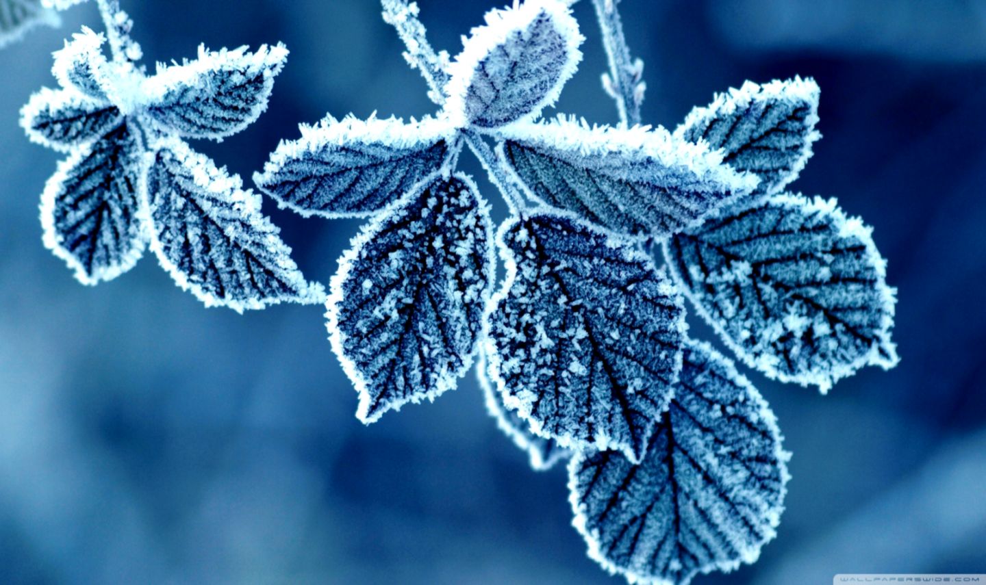 Frozen Leaves ❤ 4k Hd Desktop Wallpaper For 4k Ultra - Frozen Leaves , HD Wallpaper & Backgrounds
