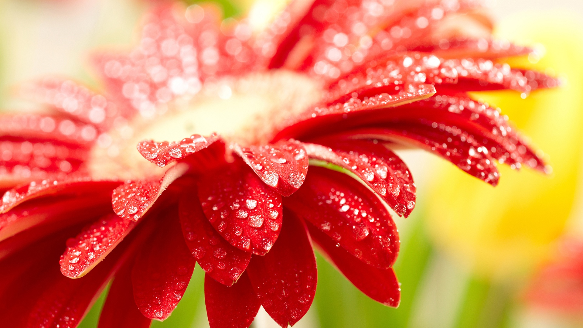 Amazing Red Flower-hd 101 Awesome Wallpapers To Download - Desktop Wallpaper Spring , HD Wallpaper & Backgrounds