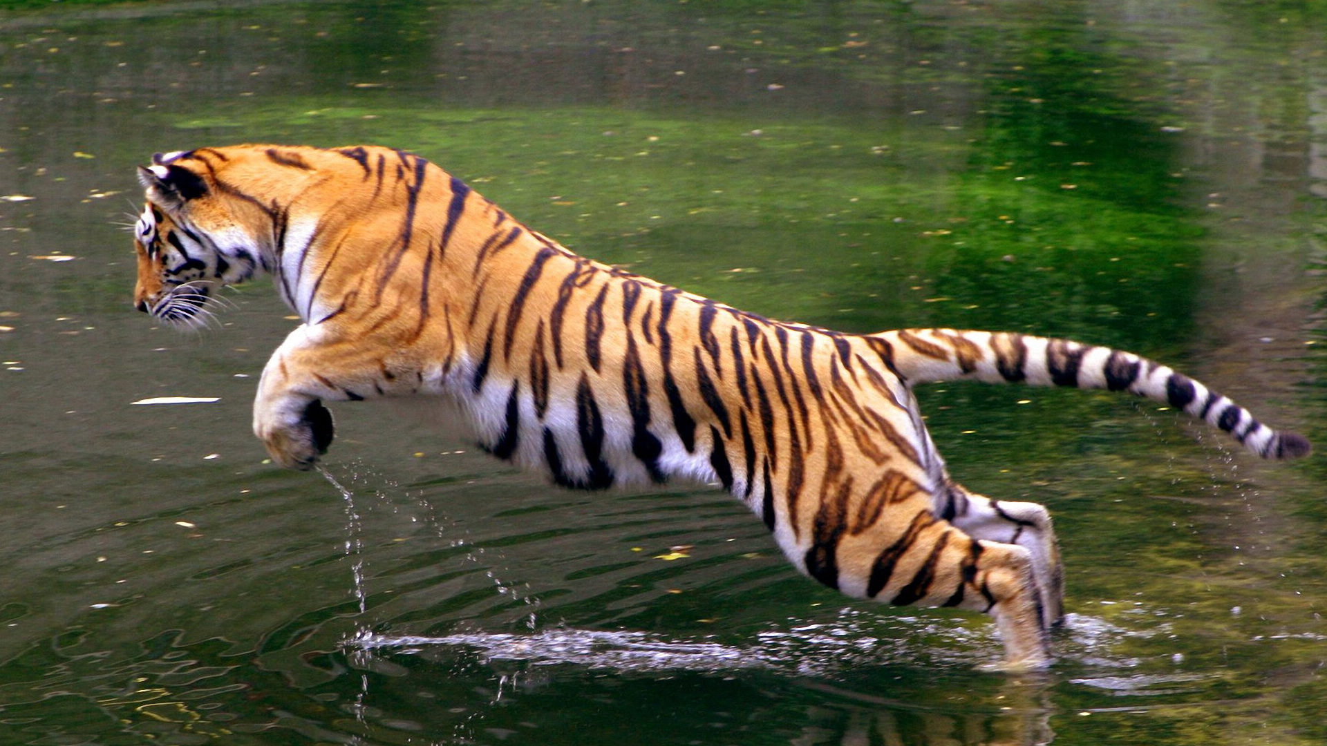 Tiger Hd Photos Mobile Compatible - Indian Tiger Image Hd , HD Wallpaper & Backgrounds