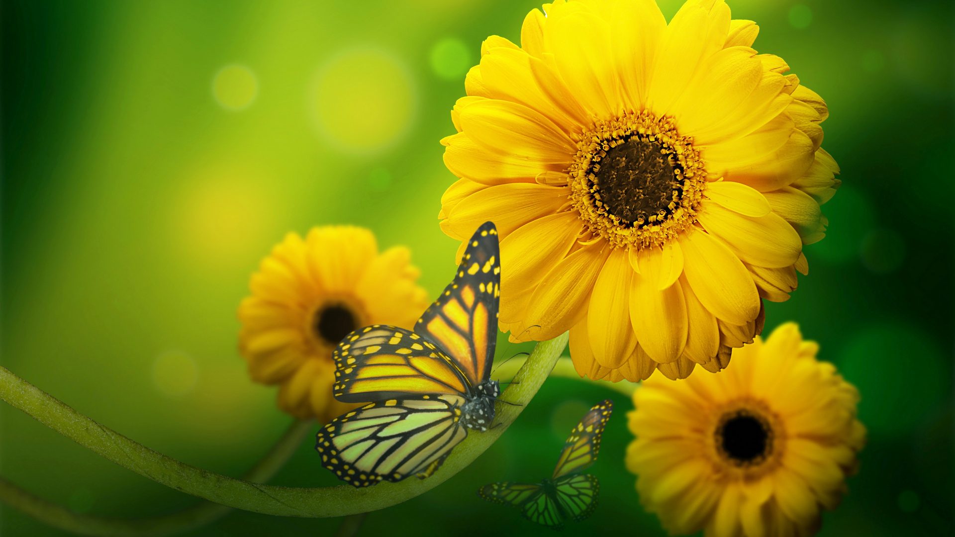 - - Butterfly Effected Gmbh , HD Wallpaper & Backgrounds