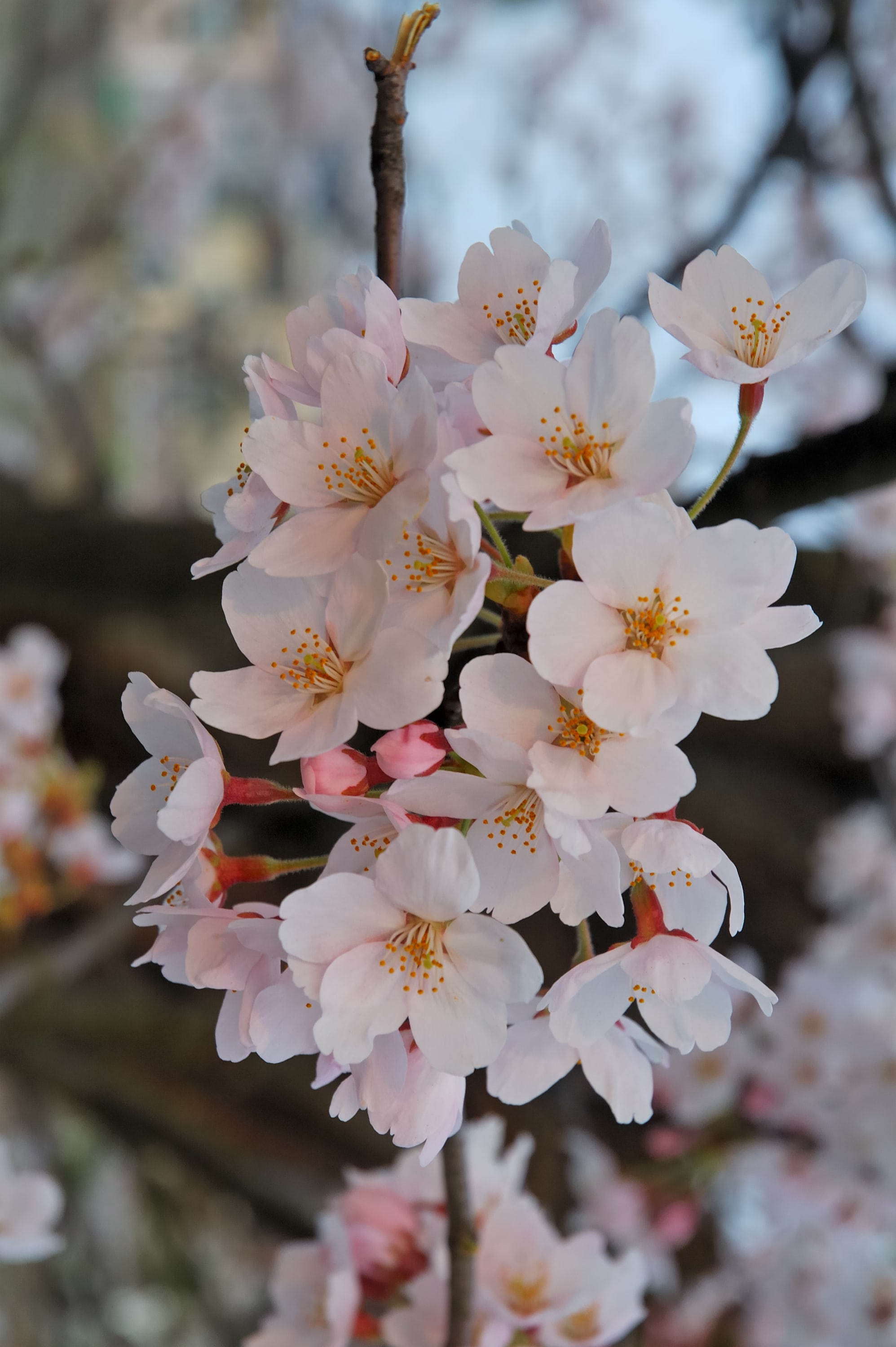 Sakura Flower Full Hd Wallpapers Sakura Flower For - Bring Her Flowers Just Because , HD Wallpaper & Backgrounds