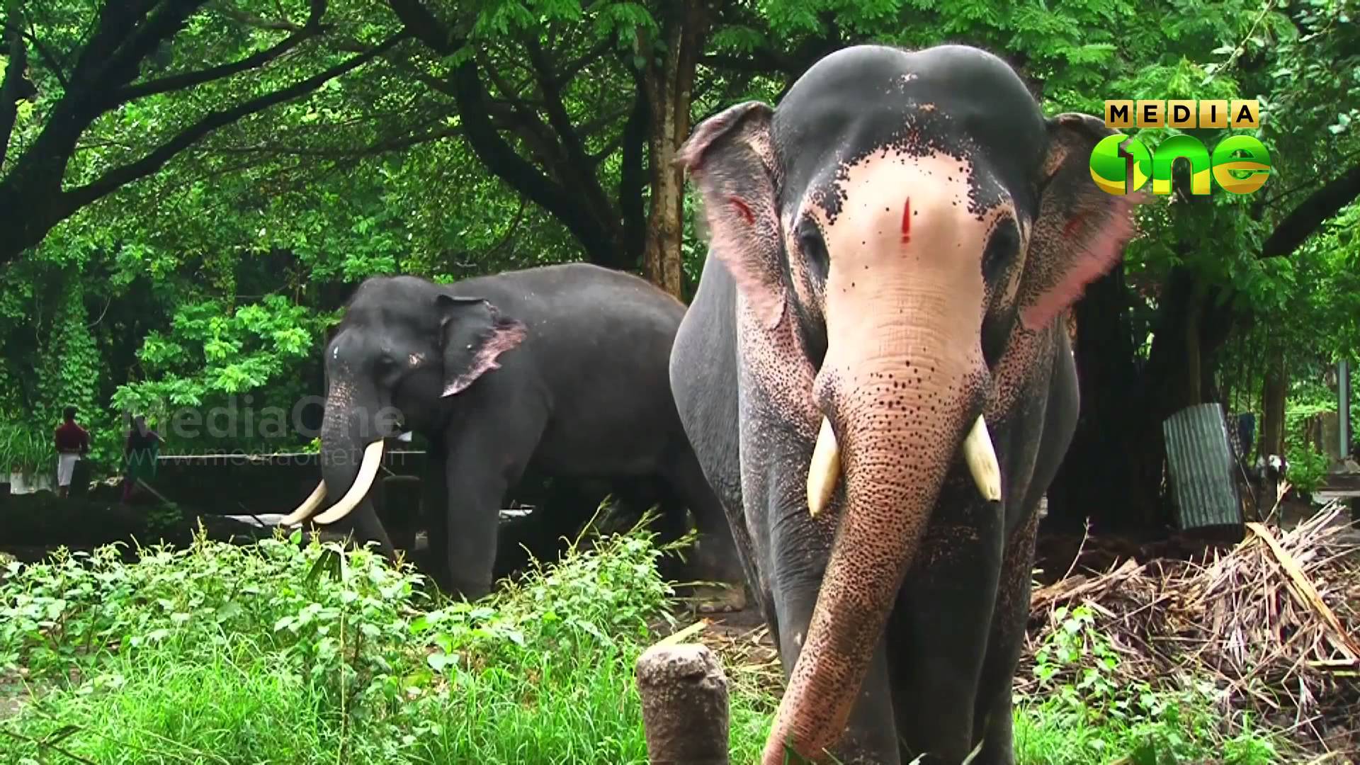 Kerala - Elephant In Kerala Hd , HD Wallpaper & Backgrounds