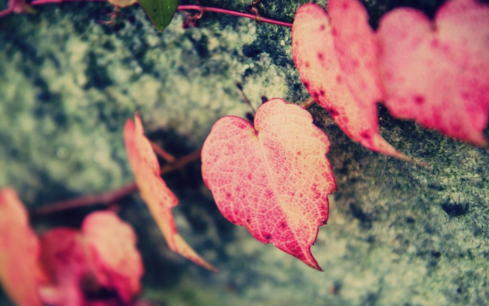 Macro Leaf Leaves Heart Shape Pink - Autumn Leaf Red Photography , HD Wallpaper & Backgrounds