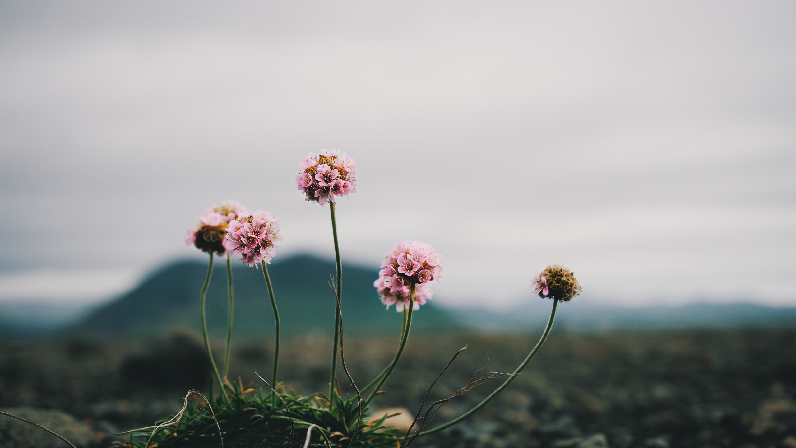 Lonely Flower On A Massive Stretch Of Only Ashes And - Hope Grows In A Dump , HD Wallpaper & Backgrounds