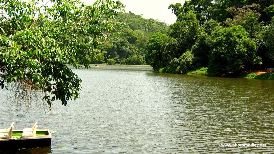 Kerala Images Pookode Lake Hd Wallpaper And Background - Tree , HD Wallpaper & Backgrounds