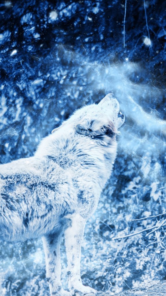 Wolf, Howl, Predator, Fog, Loneliness Wallpaper - Wolf , HD Wallpaper & Backgrounds