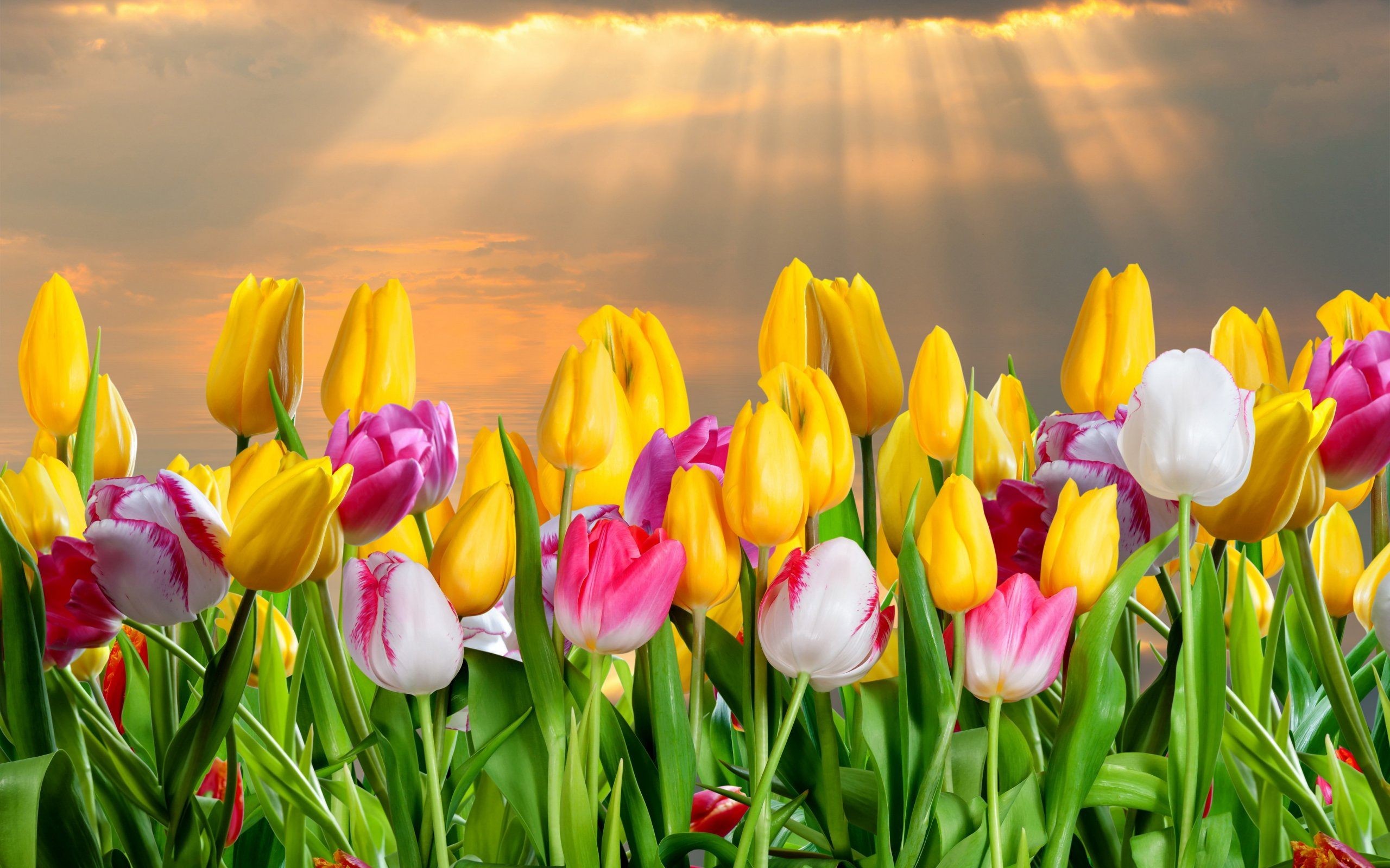 Tulips Flowers Background Hd , HD Wallpaper & Backgrounds