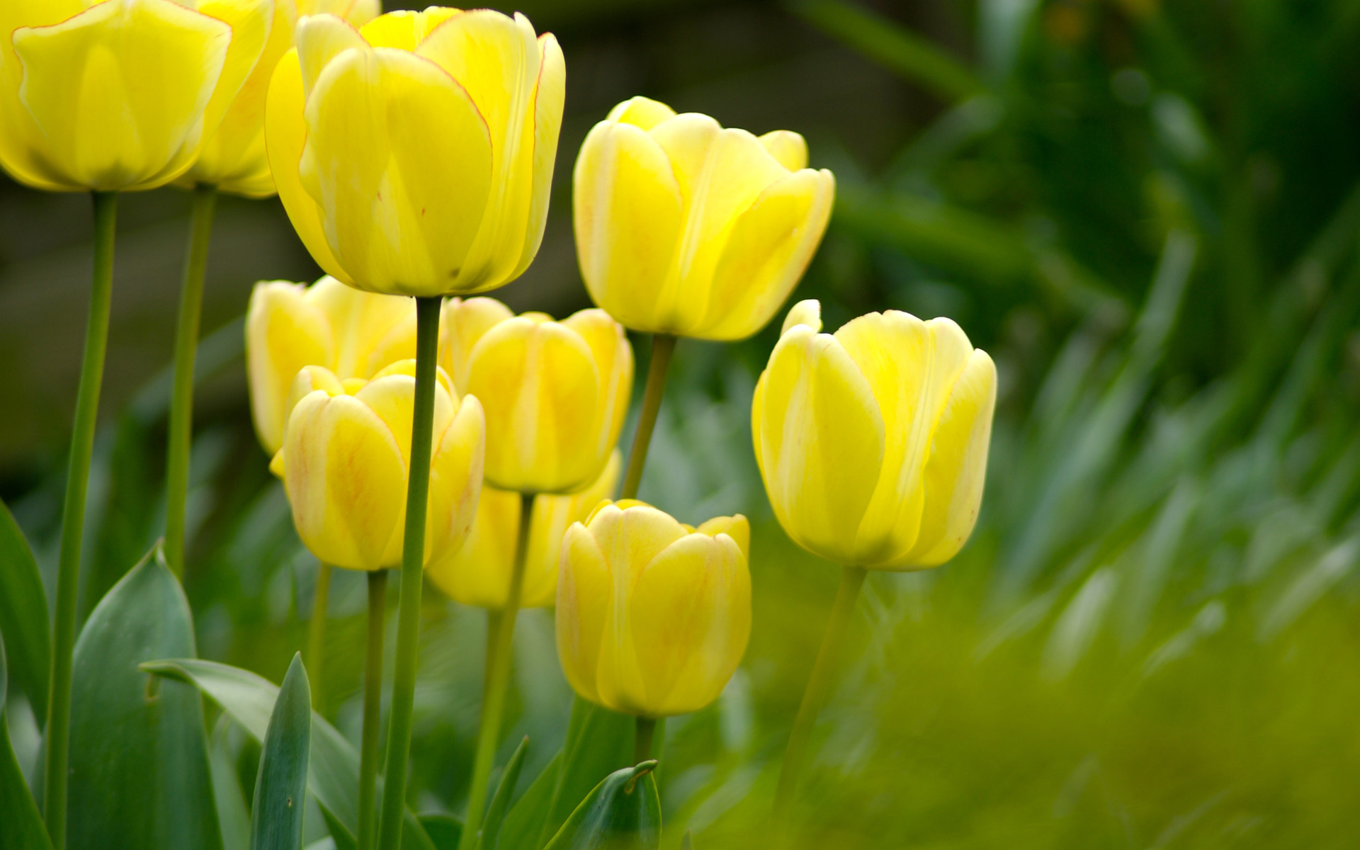 Hd Tulip Flowers , HD Wallpaper & Backgrounds