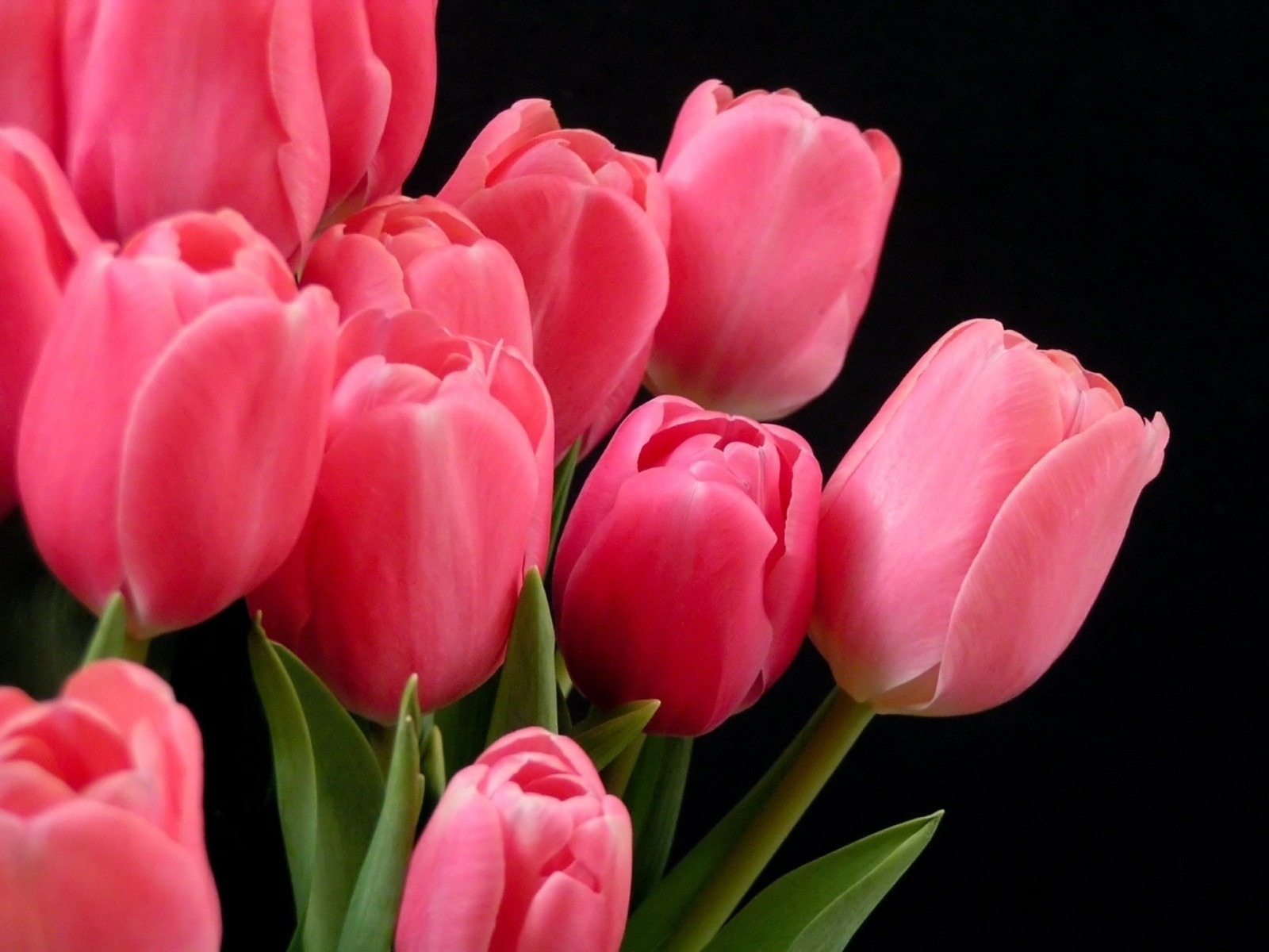 Tulips Flower Wallpaper Hd Downloads - Tulip Flower Images Downloading , HD Wallpaper & Backgrounds