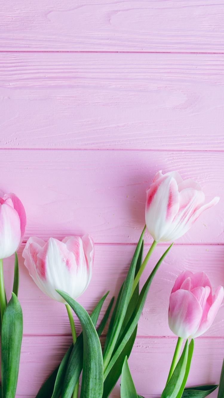 Tulip, Flowers, Fresh, Wallpaper - Iphone 7 Wallpaper Tulip , HD Wallpaper & Backgrounds
