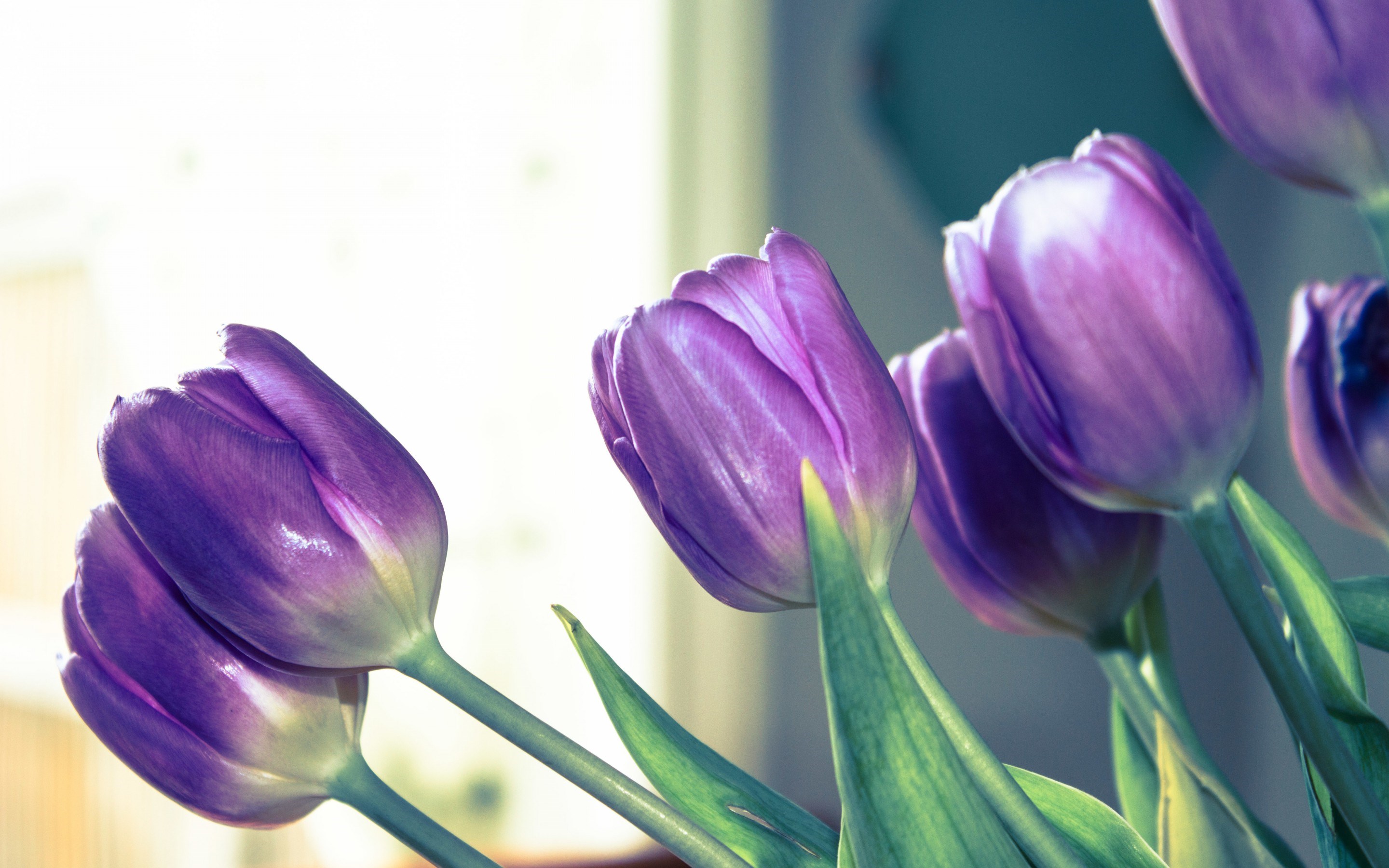 Purple Tulips Flowers Hd Wallpaper - Purple Tulip Wallpaper Hd , HD Wallpaper & Backgrounds