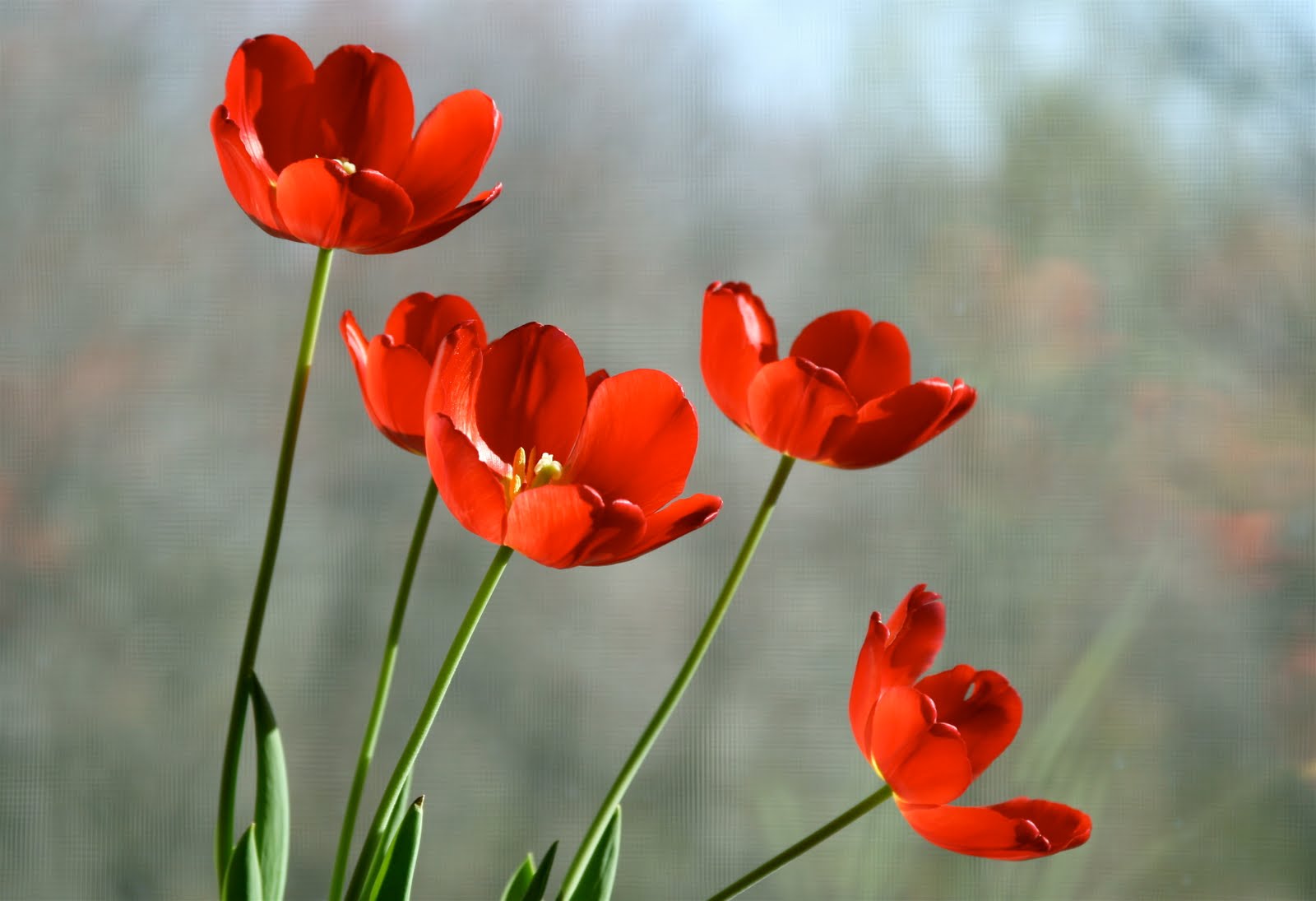 Tulips Flower Wallpapers - Beautiful Red Tulip Flower , HD Wallpaper & Backgrounds