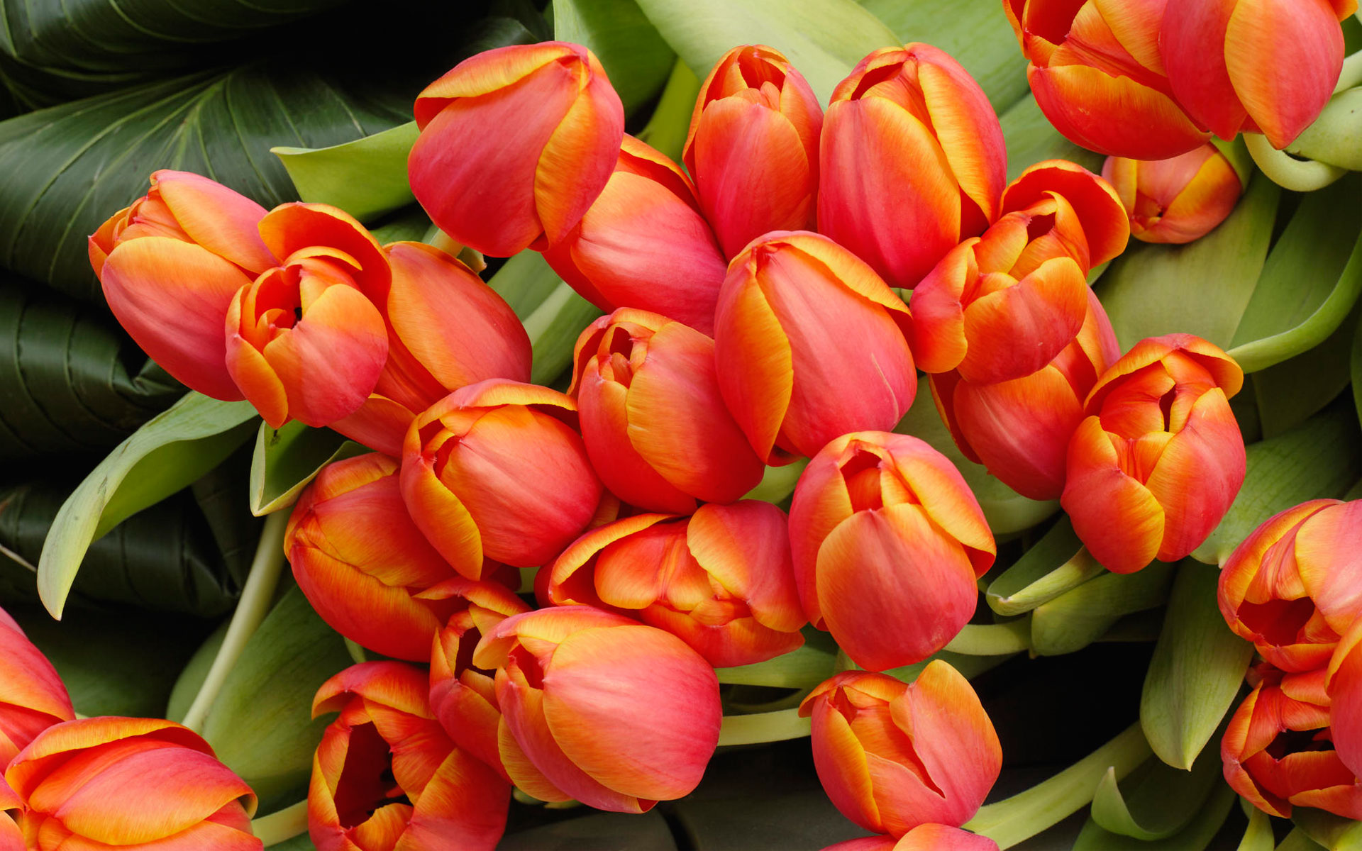 Wallpaper Tulip Flower Melodi - Beautiful Flowers Images Hd Download , HD Wallpaper & Backgrounds