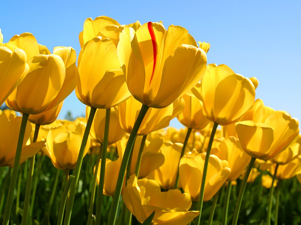 Tulips, Flowers, Nature, Yellow Flowers Wallpapers - Tulip Yellow Flowers , HD Wallpaper & Backgrounds