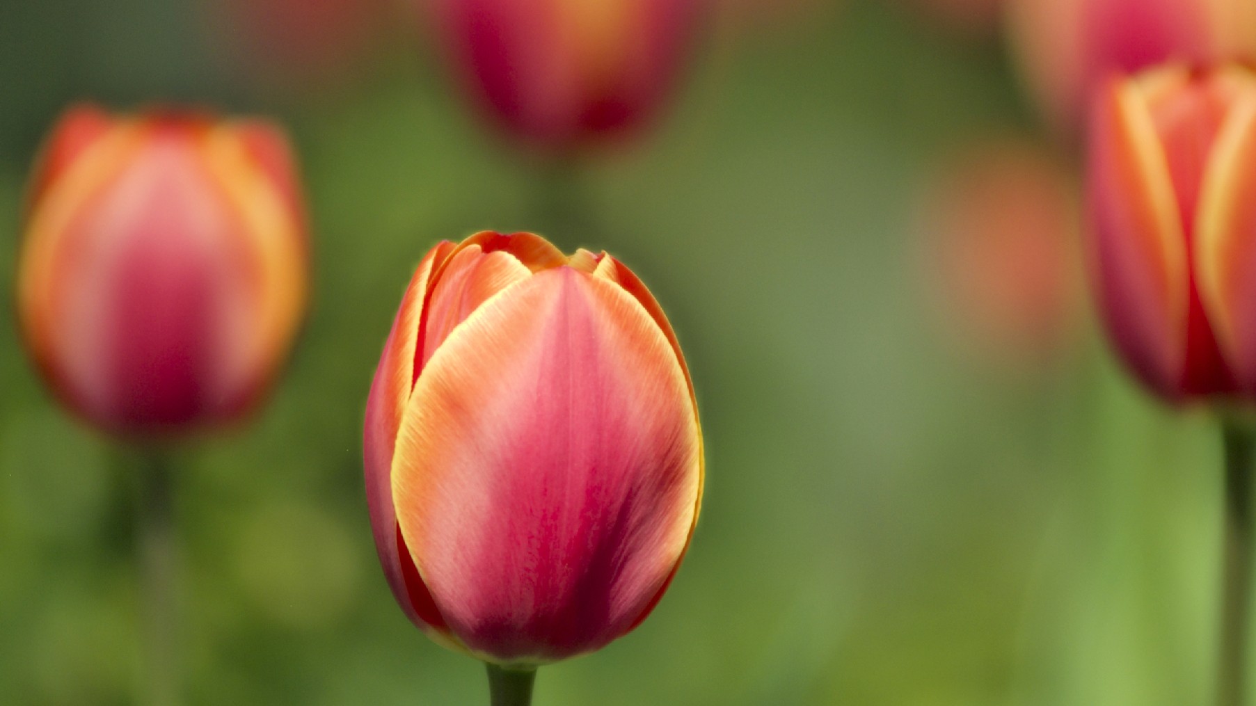 Tulips, Flower Wallpapers, Nature Images, Plants, Hd - Sprenger's Tulip , HD Wallpaper & Backgrounds