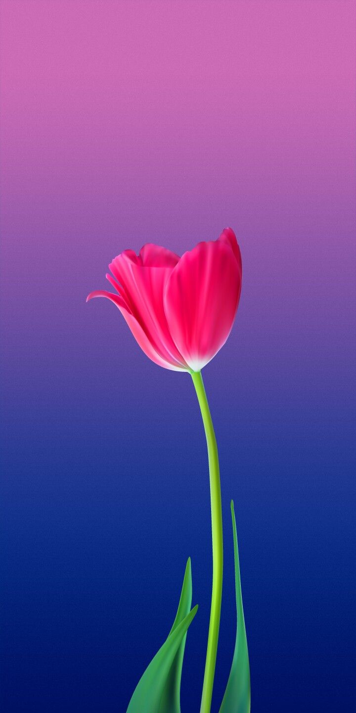 Pin By Iyan Sofyan On Flowers - Tulip Flower Wallpaper For Mobile , HD Wallpaper & Backgrounds