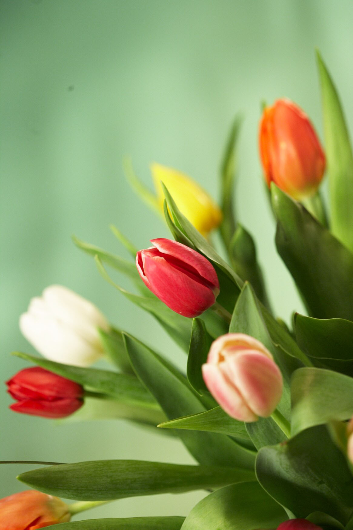 Tulip Graphic Source Single Tulip Flower Wallpaper , HD Wallpaper & Backgrounds