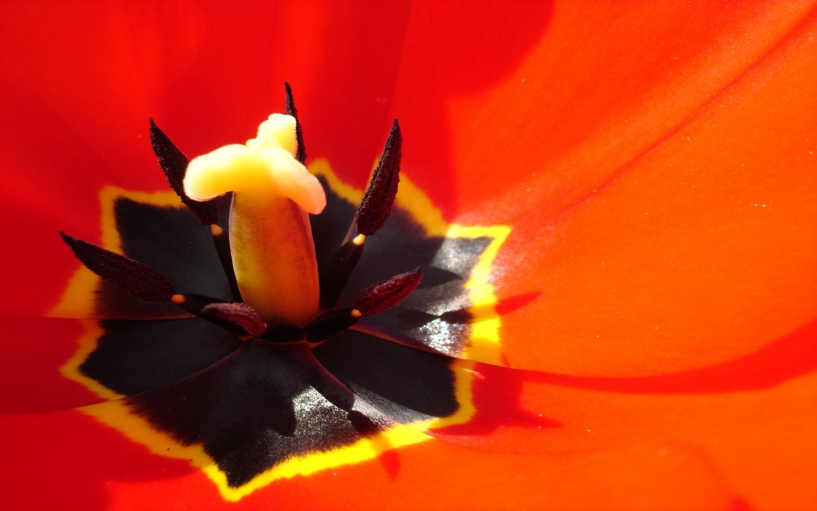 Tulips, Flowers, Macro, Closeup, Red Flowers Wallpapers - Macro Photography , HD Wallpaper & Backgrounds