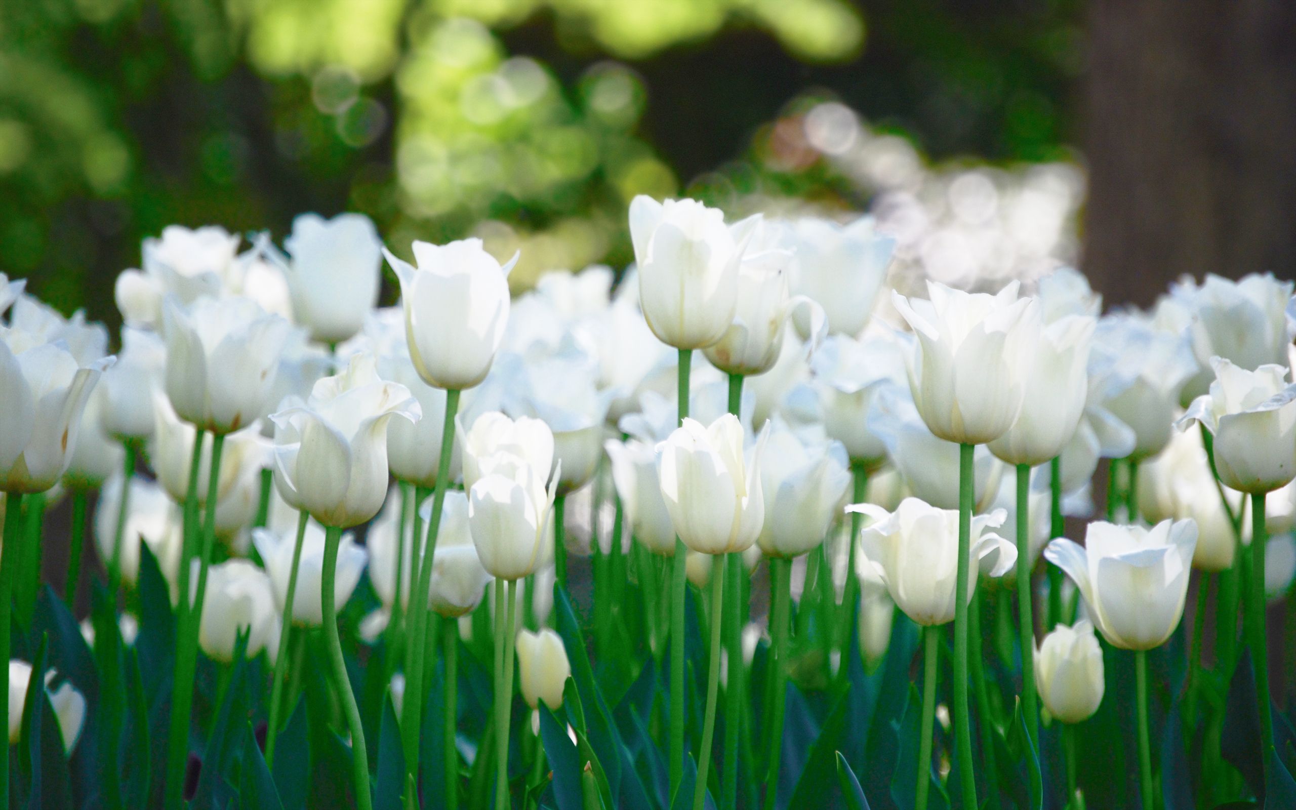 White Tulips Wallpapers Hd - White Tulip Wallpaper Hd , HD Wallpaper & Backgrounds
