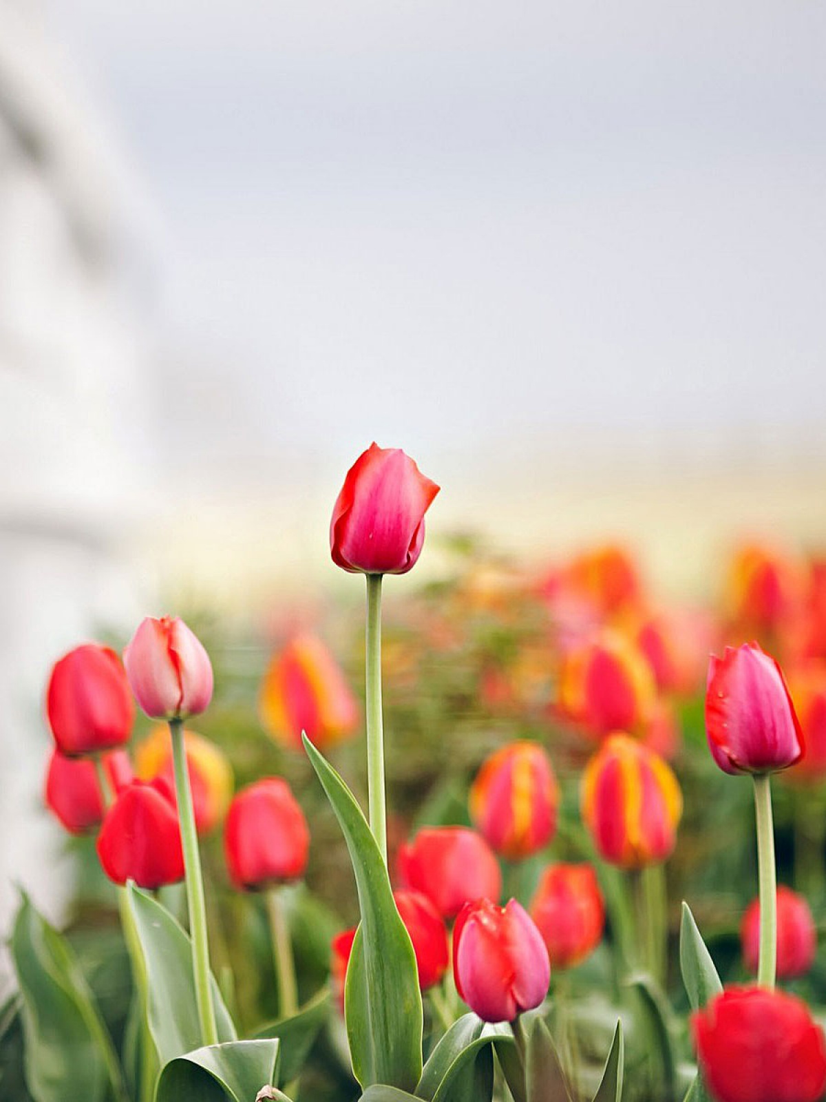 Featured image of post Tulip Flower Wallpaper For Mobile This tulip flower wallpaper image to help change the appearance of the image on your mobile screen and beautify the appearance of your mobile screen i made this application for fans of tulip flower wallpapers