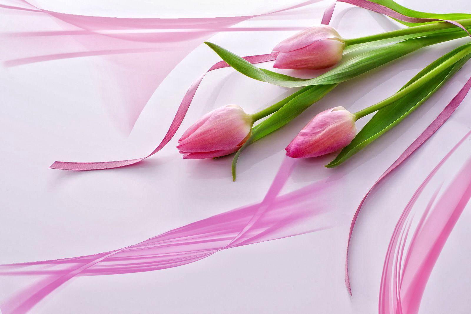 Beautiful Pink Tulips Wallpapers - Beautiful Pink Tulip Flower , HD Wallpaper & Backgrounds