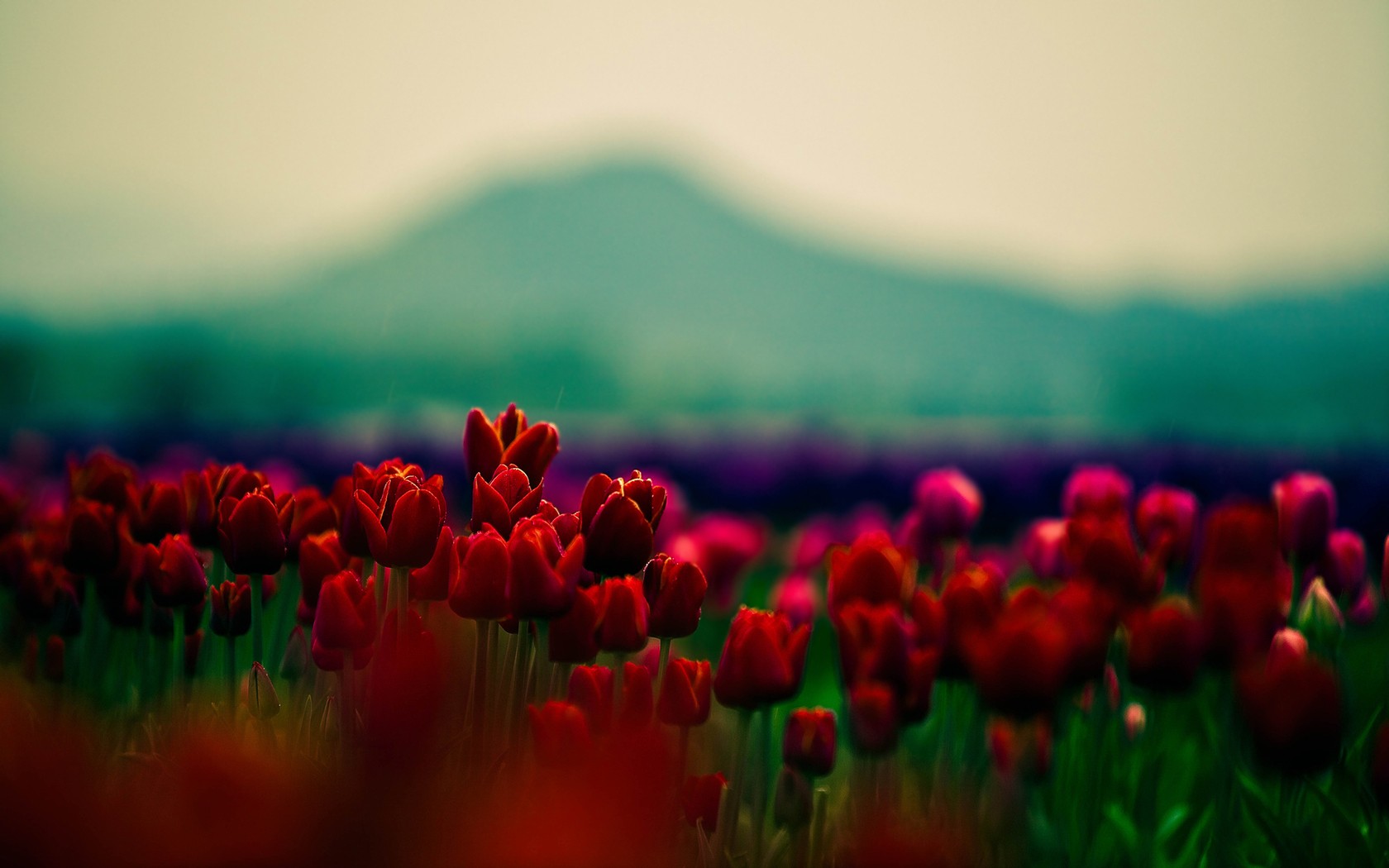 Photo Wallpaper Beauty, Focus, Petals, Tulips, Red, - Jamal Penjweny - Iraq Is Flying , HD Wallpaper & Backgrounds