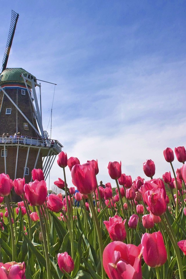 Wallpaper Resolutions - Netherlands Tulips , HD Wallpaper & Backgrounds
