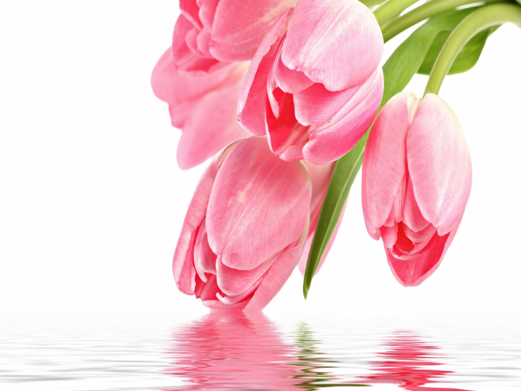 Pink Tulips Wallpaper Desktop , HD Wallpaper & Backgrounds