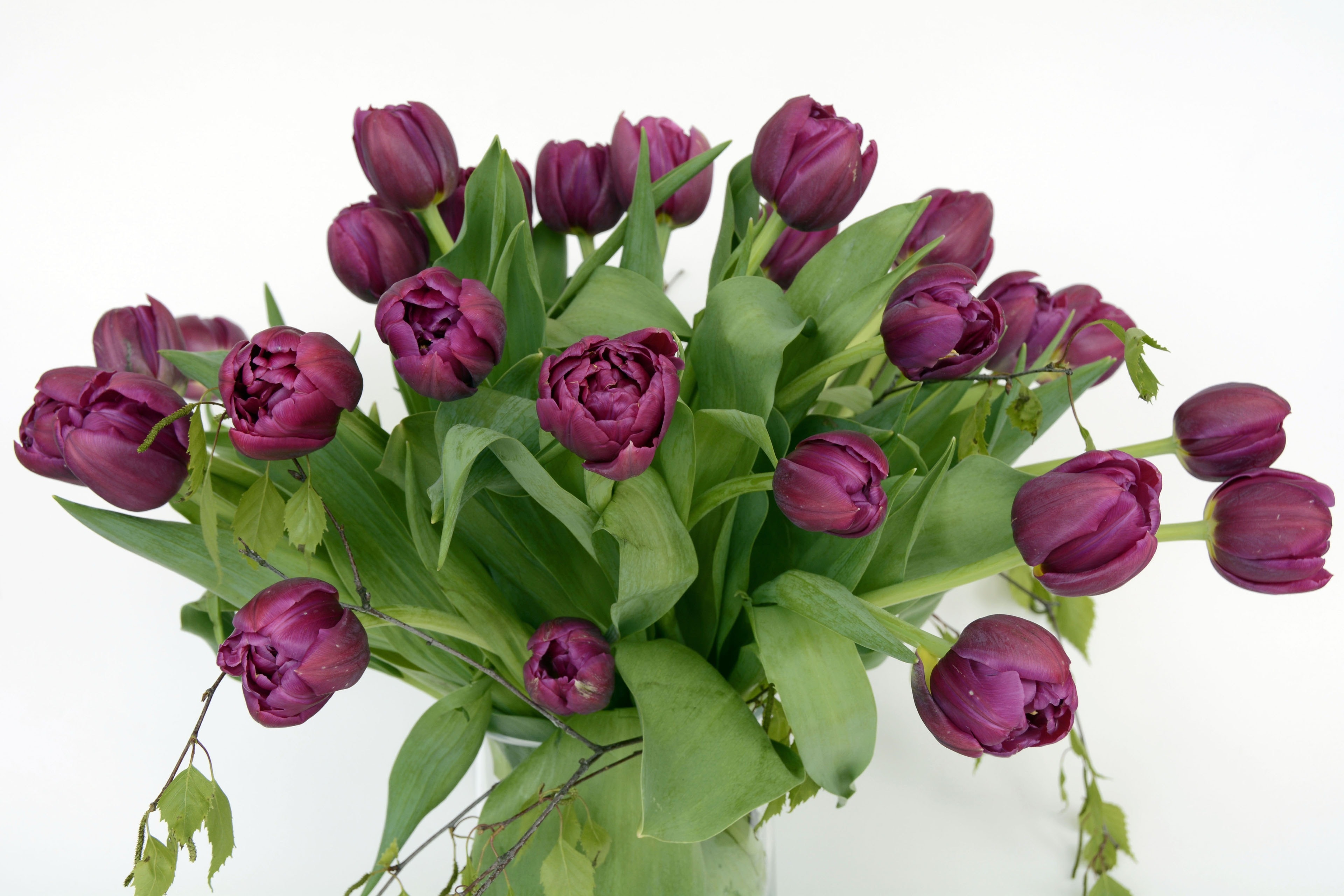 Tulips, Flowers, Violet, Tulip Flower, Flower, Food - Tulip Flower Violet , HD Wallpaper & Backgrounds