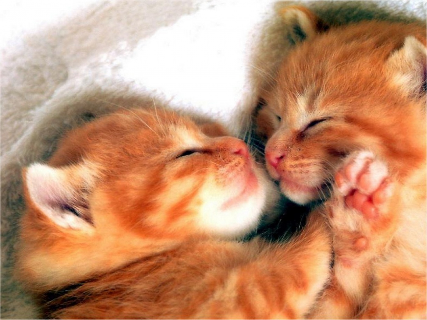 De Pantalla De Gatos - Cute Cat Sleeping Together , HD Wallpaper & Backgrounds