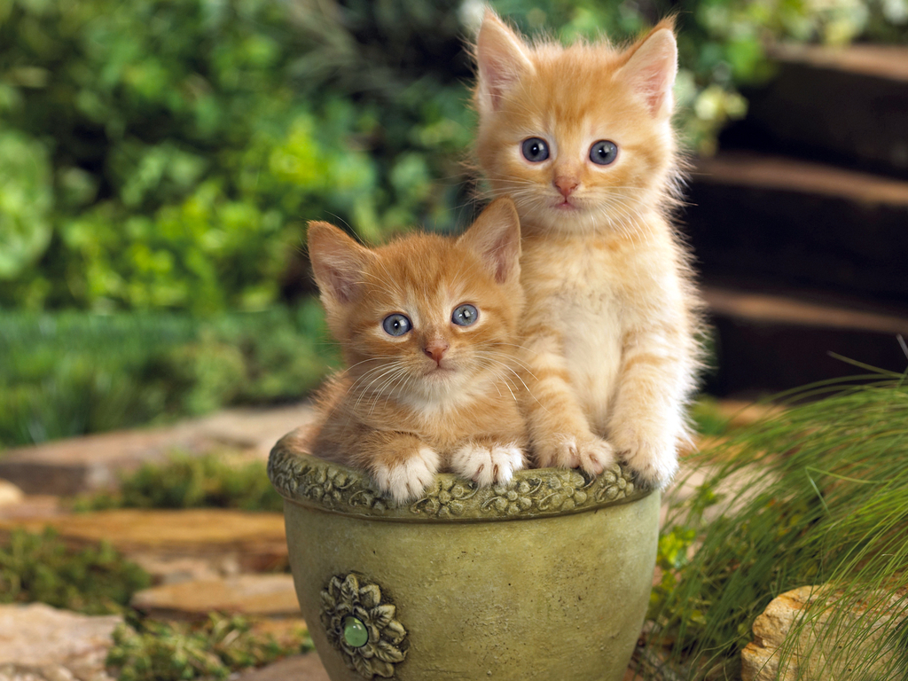 Gatos Wallpaper - Cute And Lovely Animals , HD Wallpaper & Backgrounds