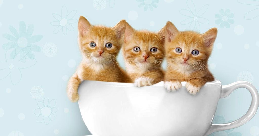 Gatos Wallpaper - Cute Cats High Res , HD Wallpaper & Backgrounds