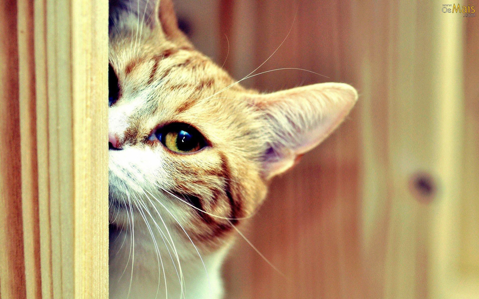 Wallpaper De Gatos - Cat Behind The Wall , HD Wallpaper & Backgrounds