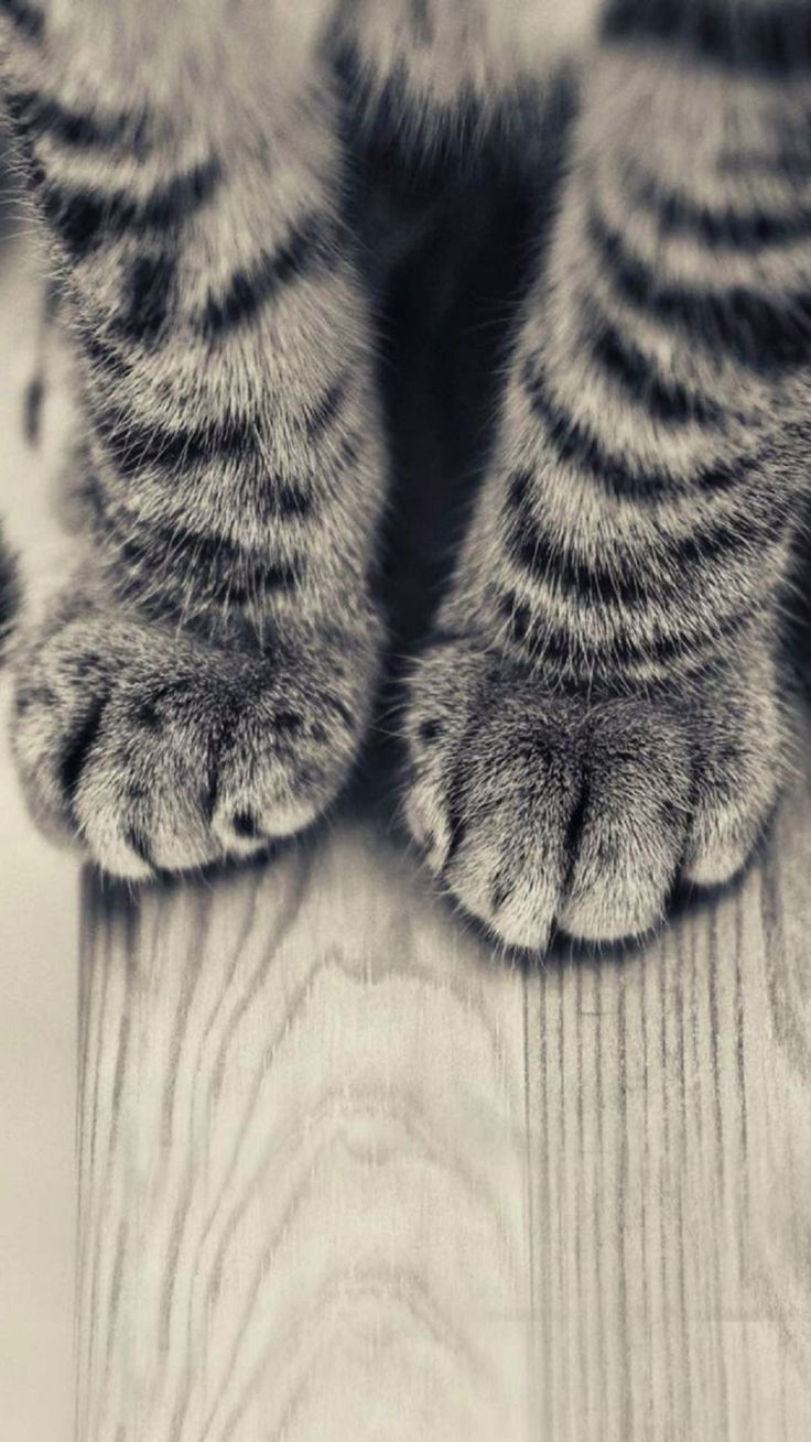 Cat Paw Wallpapers Hd - Android Cat Wallpaper Hd , HD Wallpaper & Backgrounds