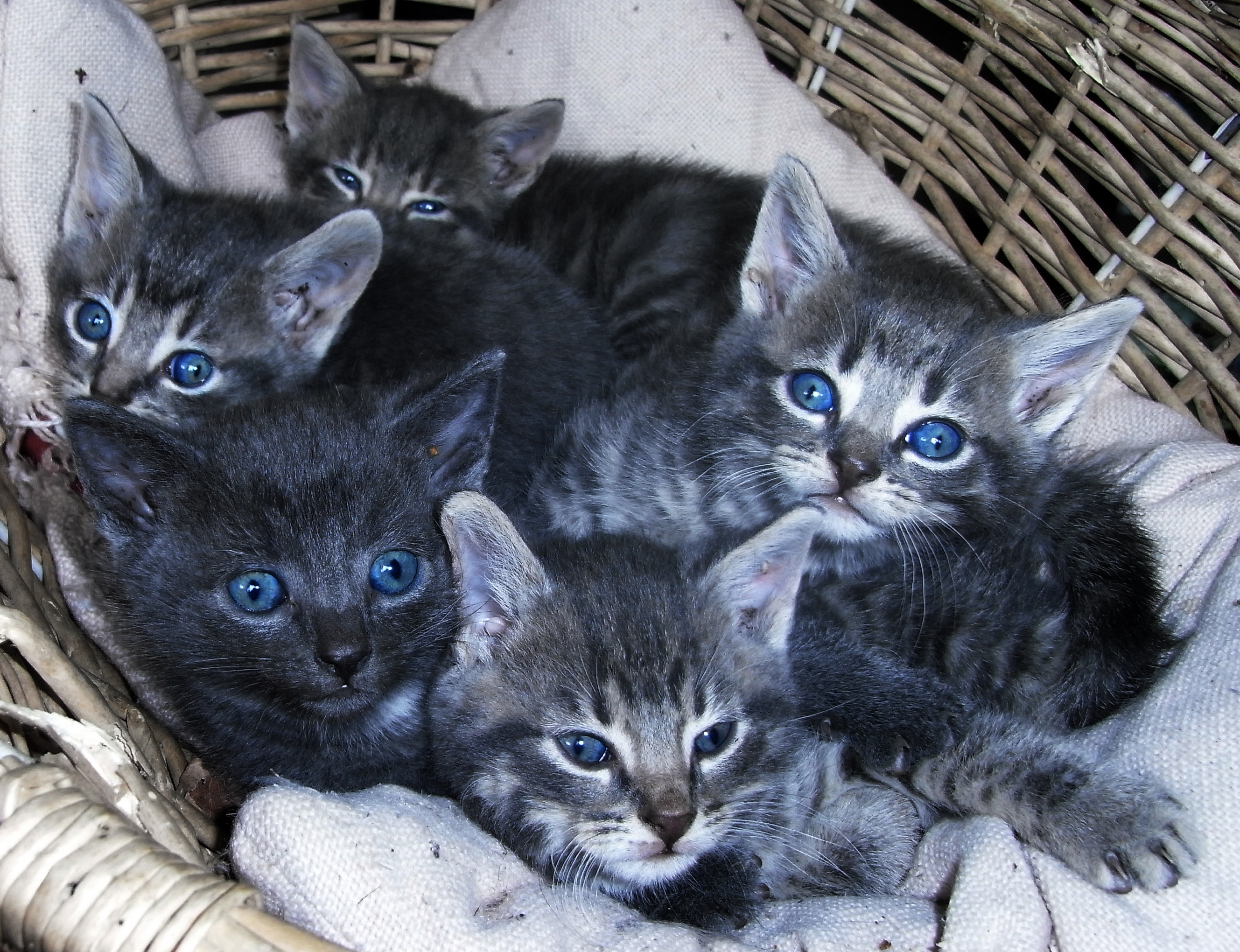 Cats / Gatos - Gatos Grises Ojos Azules , HD Wallpaper & Backgrounds