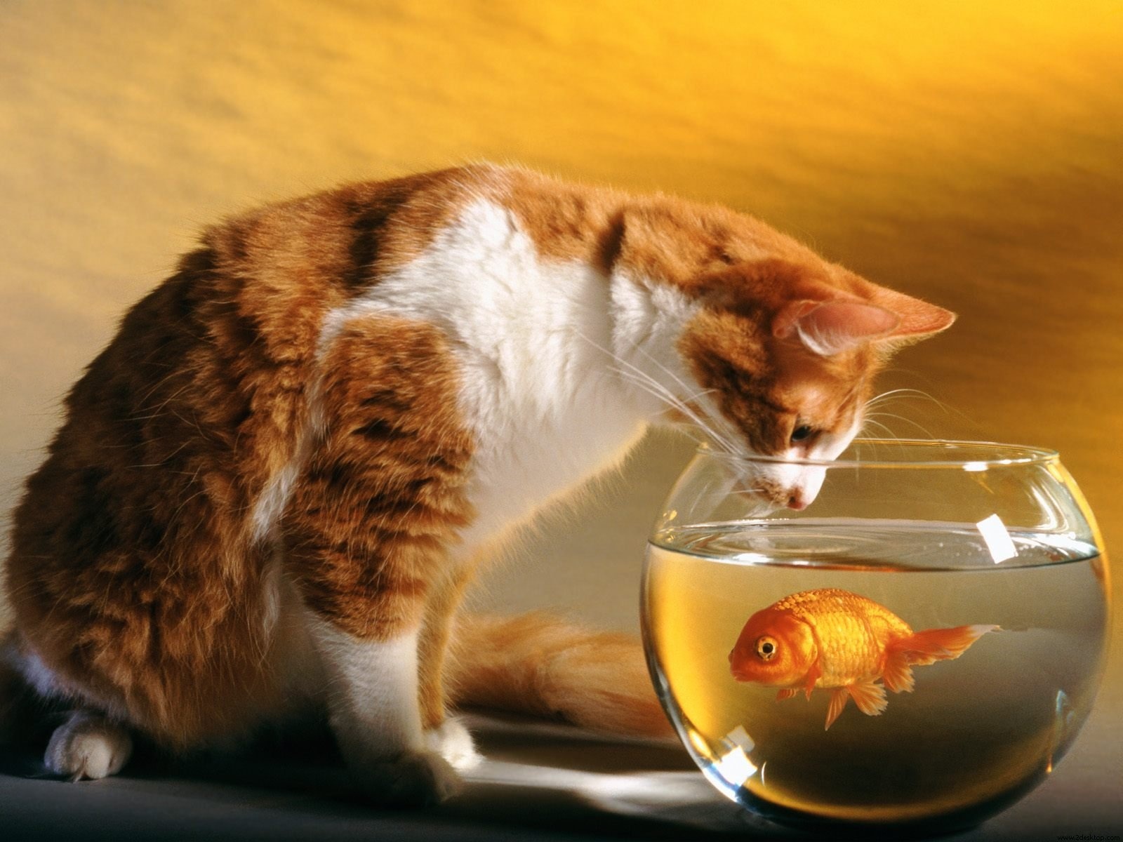 Gatinho Dorminhoco - Cat And Fish Bowl , HD Wallpaper & Backgrounds