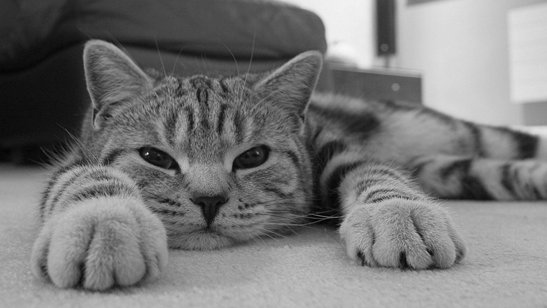 Gatos Wallpaper - Imagenes De Gatos A Blanco Y Negro , HD Wallpaper & Backgrounds