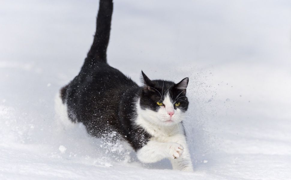 Download Gato Saltando En La Nieve Windows 10 Hd Wallpaper - Black And White Cat Running , HD Wallpaper & Backgrounds