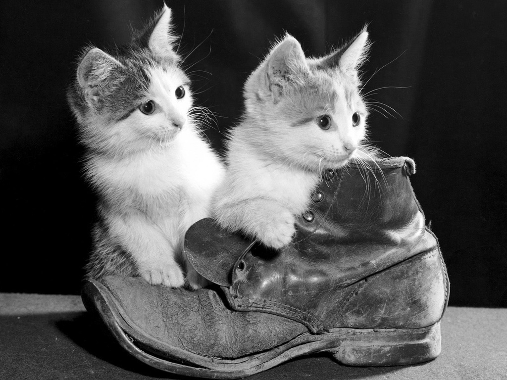 Click Here - Funny Puss In Boots , HD Wallpaper & Backgrounds