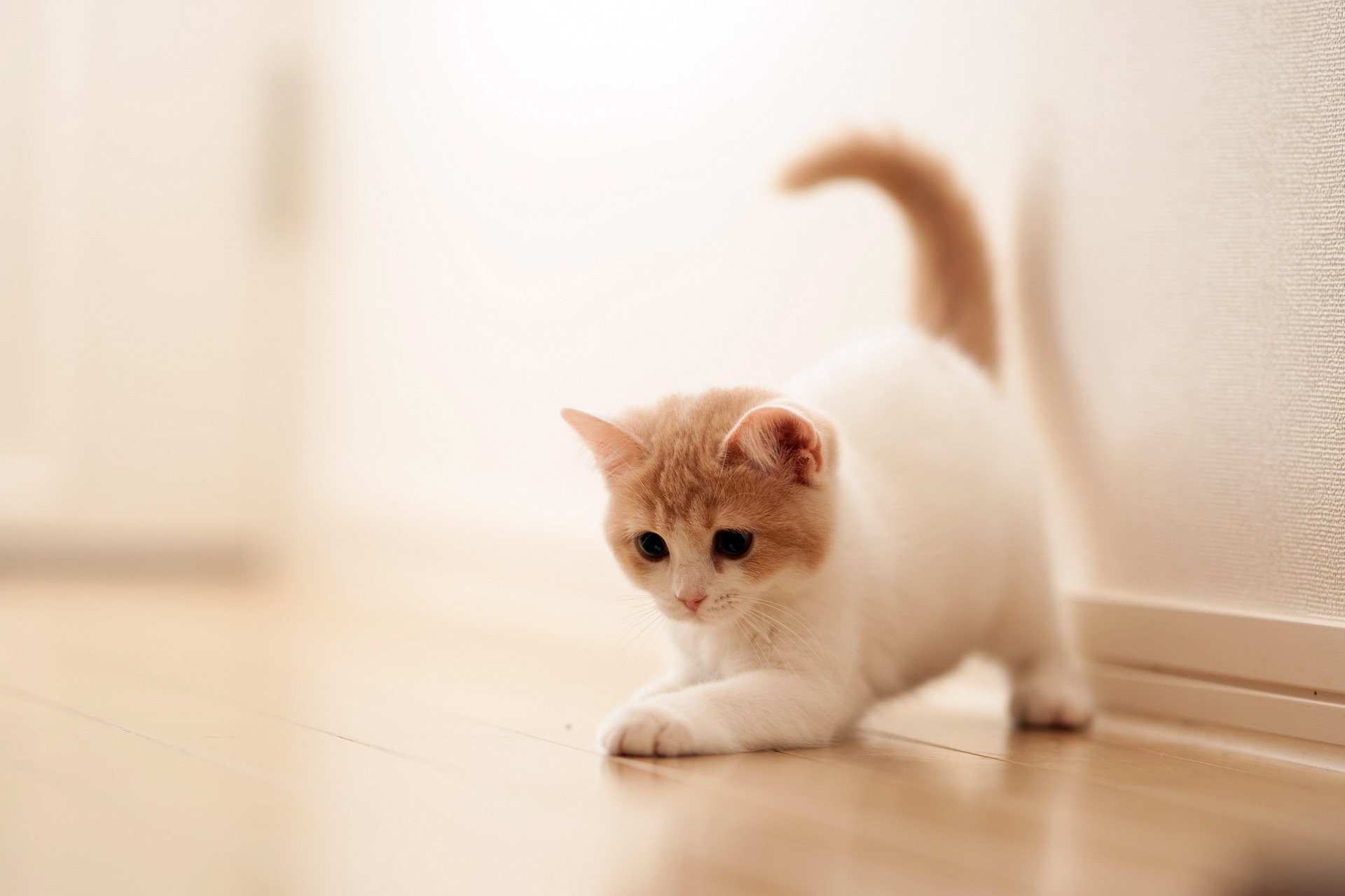 488 Kitten Hd Wallpapers - Cat Cute , HD Wallpaper & Backgrounds