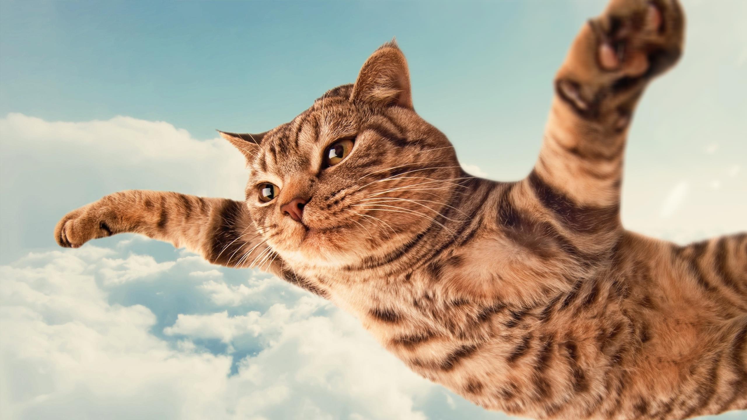 Cat Hd Wallpaper - Flying Cat , HD Wallpaper & Backgrounds