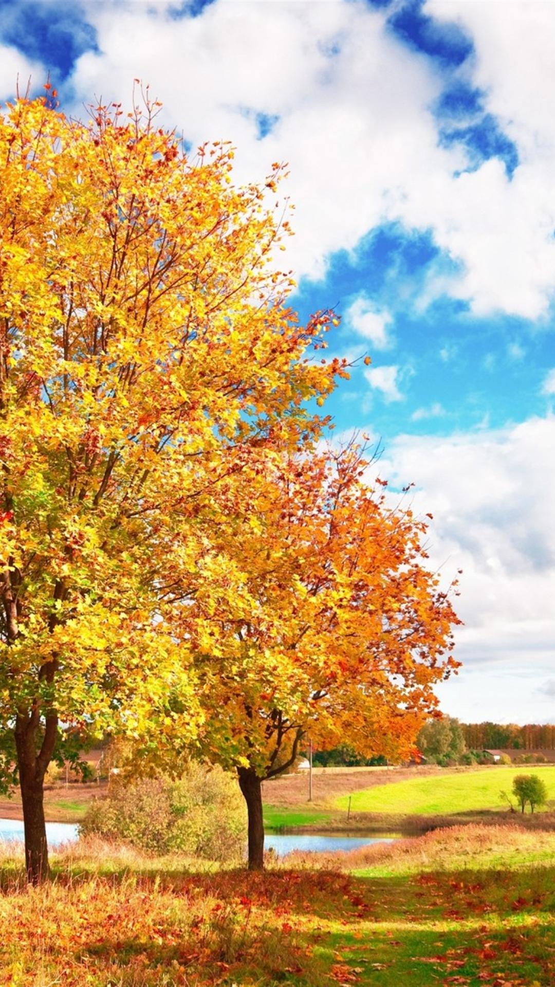 Autumn Wallpaper Hd For Iphone - Bright Wallpaper For Phone , HD Wallpaper & Backgrounds