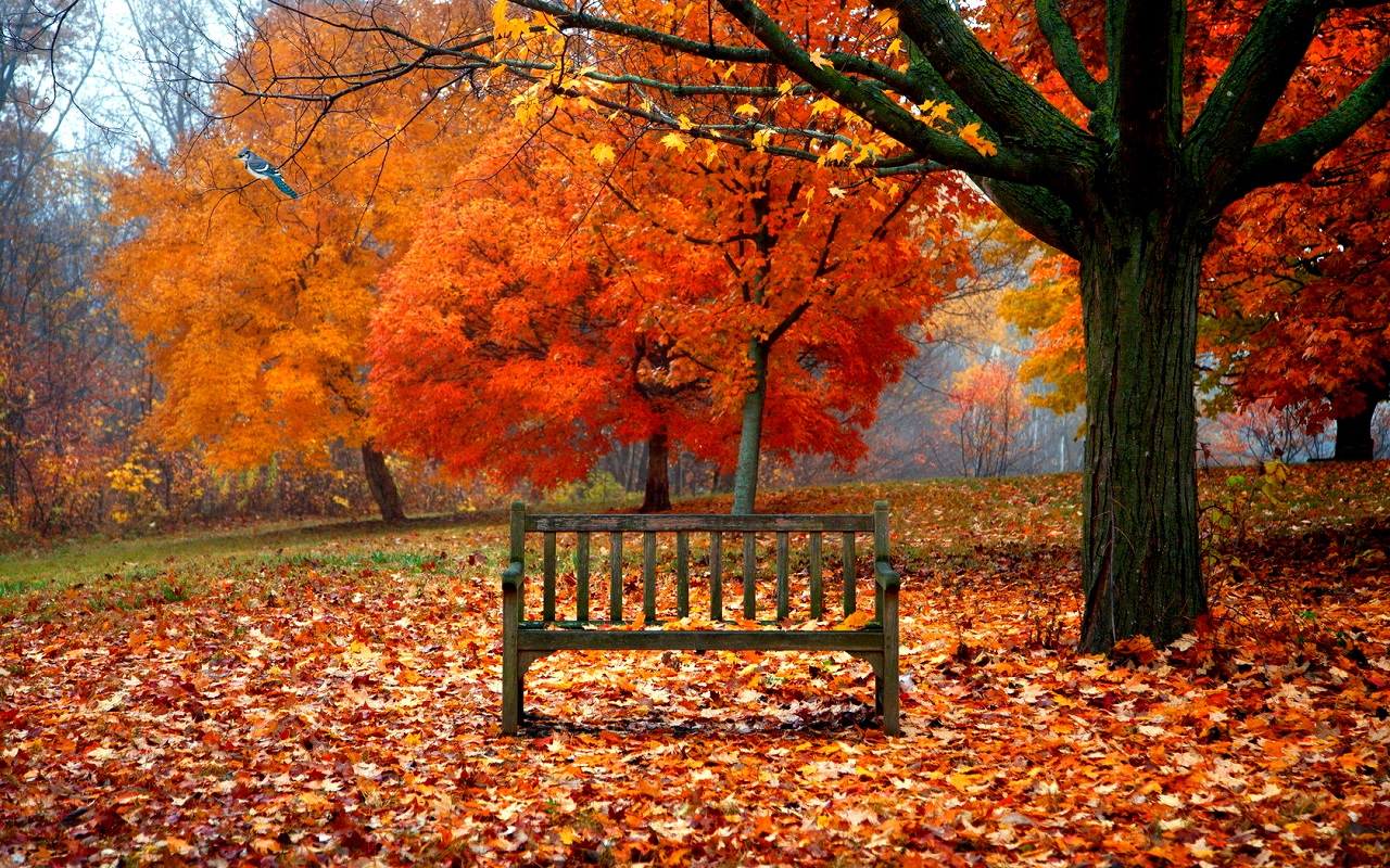 Autumn Images Autumn Wallpaper Hd Wallpaper And Background - Park Bench In Fall , HD Wallpaper & Backgrounds